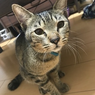1歳未満の元気なオス猫です！ − 福岡県