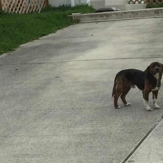 【里親決定しました】ありがとうございました。　琉球犬 ビーグル ミックス君 ＊注記 届出済み（飼い主不在を確認済み） - 里親募集