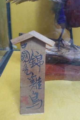 値下げ！鳥の剥製