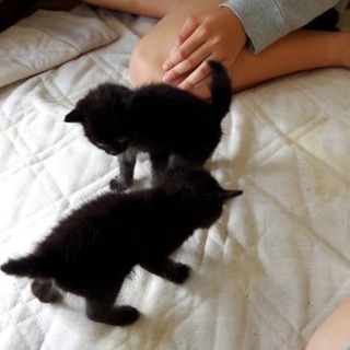 2匹の捨て猫。黒色。生後約1ヶ月です。