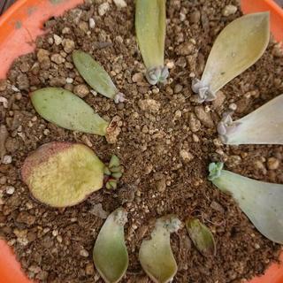 🌵多肉植物の赤ちゃん🌵発芽、発根済み 