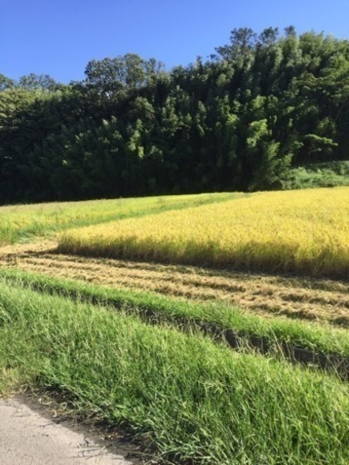 日本晴 平成30年産 ほぼ無農薬 大事なお子様に❣️