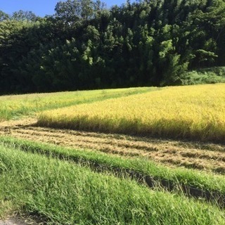 日本晴 平成30年産 ほぼ無農薬 大事なお子様に❣️