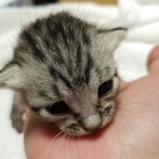 生後10日程度の子猫の里親募集 ちぃ 衣山の猫の里親募集 ジモティー 生後10日程度の子猫の里親募集 ちぃ 衣山の猫の里親募集 ジモティー