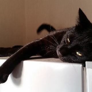 黒猫　2歳　♂ - 猫