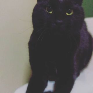 黒猫　2歳　♂ − 長野県