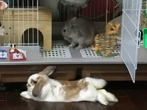 うさぎ飼いの方で集まる うさ会コミュニティメンバー募集 あゆ さいたまの友達のメンバー募集 無料掲載の掲示板 ジモティー うさぎ飼いの方で集まる うさ会コミュニティメンバー募集 あゆ さいたまの友達のメンバー募集 無料掲載の掲示板 ジモティー