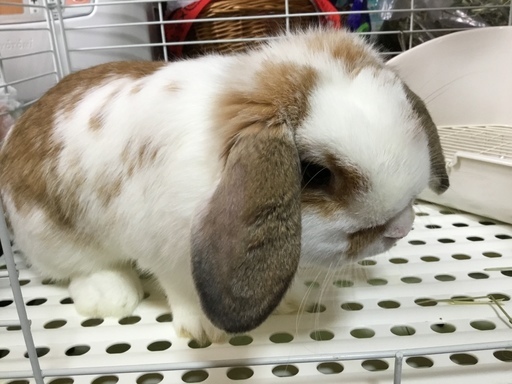 うさぎ飼いの方で集まる うさ会コミュニティメンバー募集 あゆ さいたまの友達のメンバー募集 無料掲載の掲示板 ジモティー うさぎ飼いの方で集まる うさ会コミュニティメンバー募集 あゆ さいたまの友達のメンバー募集 無料掲載の掲示板 ジモティー