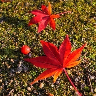 10月27日に京都嵐山紅葉巡りしませんか？