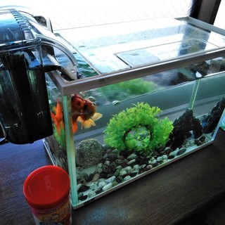 ★8年飼ってる金魚2匹(体長10㎝)＆横幅40㎝の水槽＆水・空気のろ過装置＆エサ★