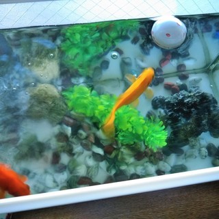 ☆8年飼ってる金魚2匹(体長10㎝)＆横幅40㎝の