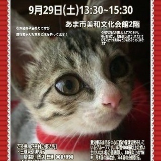 ９月２９日(土）ねこネットあま☆子猫の譲渡会