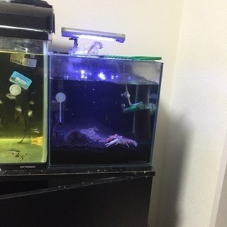 水槽引退セット 水槽引退セット バラ売り価格