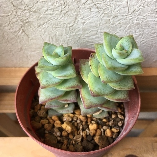 多肉植物 星の王子 しお 千葉のその他の中古あげます 譲ります ジモティーで不用品の処分