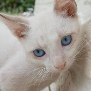 生後2ヶ月捨て猫7匹保護 　その3・白1 ブルーアイ☆