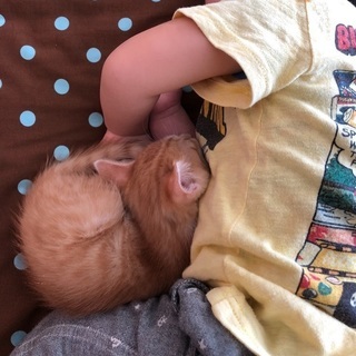 生後1か月半くらいの子猫 - 加須市