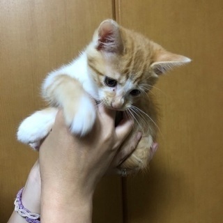 生後1か月半くらいの子猫 − 埼玉県