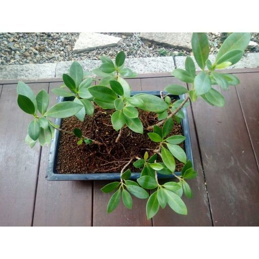 希少9本尖閣 ガジュマル センカク Chibigen 小林のその他の中古あげます 譲ります ジモティーで不用品の処分