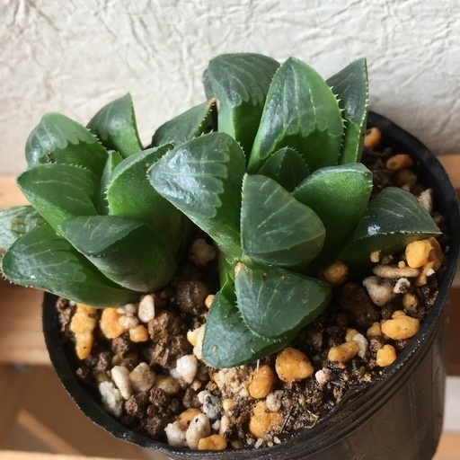 ハオルチア レツーサ 寿 しお 千葉のその他の中古あげます 譲ります ジモティーで不用品の処分