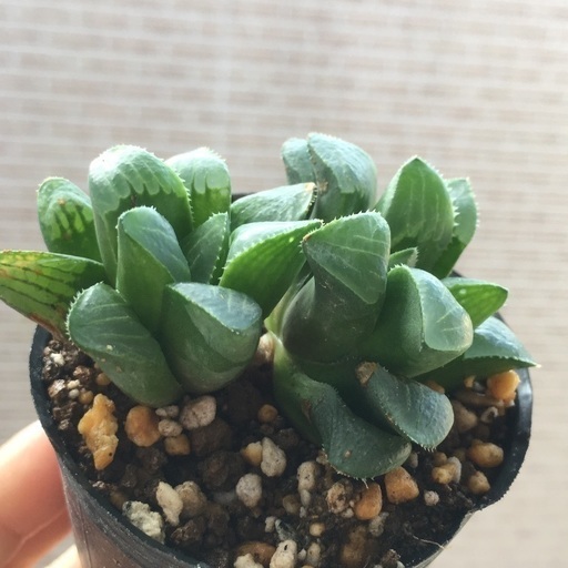 ハオルチア レツーサ 寿 しお 千葉のその他の中古あげます 譲ります ジモティーで不用品の処分