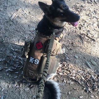 K-9UNIT security&rescue