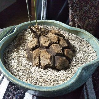 メキシコ亀甲竜　メダカ鉢を加工して植えています