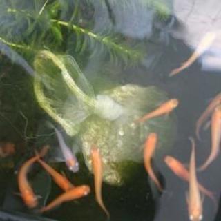 紅白透明鱗 紅椿 メダカ10匹17秋生まれ まめっこ 志村坂上のその他の中古あげます 譲ります ジモティーで不用品の処分