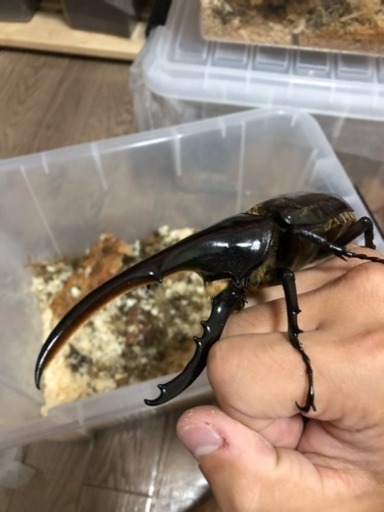 ヘラクレスオオカブト ペア