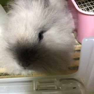 ミニウサギ 2歳 オス うさぎ - 横浜市