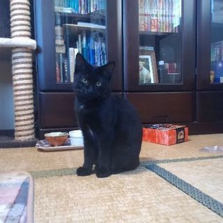 びびりな黒猫（11ヶ月・女の子・避妊手術済み） - 仙台市