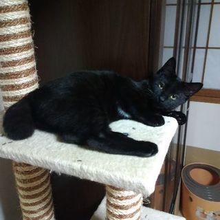 びびりな黒猫（11ヶ月・女の子・避妊手術済み） - 猫