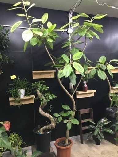 フィカス アルティシーマ＊観葉植物インテリアグリーン