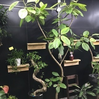 フィカス アルティシーマ＊観葉植物インテリアグリーン