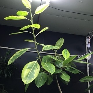 フィカス アルティシーマ＊観葉植物インテリアグリーン