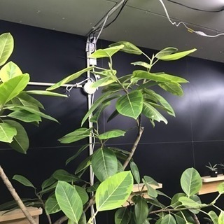 フィカス アルティシーマ＊観葉植物インテリアグリーン