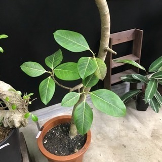 フィカス アルティシーマ＊観葉植物インテリアグリーン