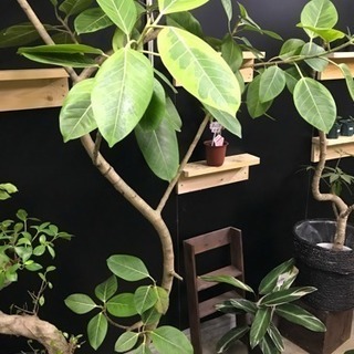 フィカス アルティシーマ＊観葉植物インテリアグリーン