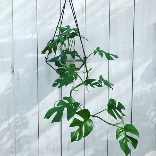 観葉植物 ヒメモンステラ Pg 美濃加茂の生活雑貨の中古あげます 譲ります ジモティーで不用品の処分 観葉植物 ヒメモンステラ Pg 美濃加茂の生活雑貨の中古あげます 譲ります ジモティーで不用品の処分