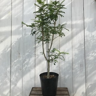 観葉植物 庭木 シマトネリコ