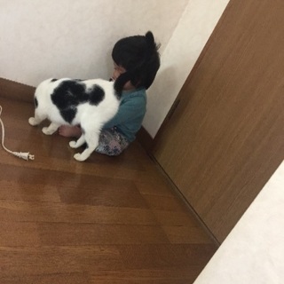 懐っこちゃん。警察で届出確認済みの画像