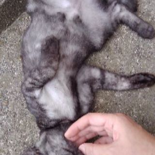 甘えん坊な子猫(メス)です♪(*´ω｀*) - 里親募集