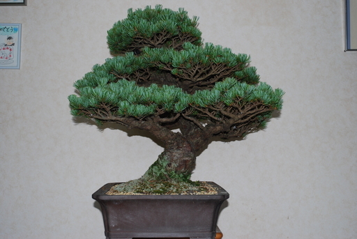五葉松 盆栽