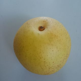 果実　フルーツ　20世紀梨　福島