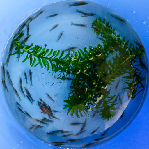 メダカ ヌマエビ ドジョウ タニシ モロコ フナ 金魚 コイ 水草etc 生体 べっちー 坂戸のその他の中古あげます 譲ります ジモティーで不用品の処分