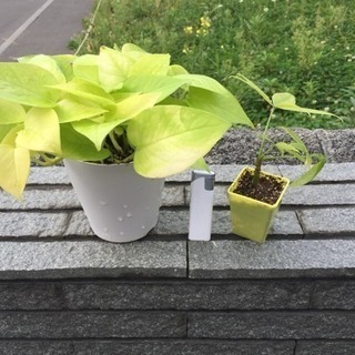 ★決まりました★ 観葉植物 ポトス パキラ