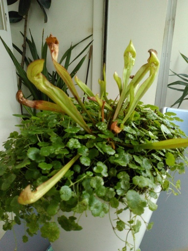 食虫植物サラセニア 小型種 とコケとチドメグサの寄せ植え ちうちう 広島のその他の中古あげます 譲ります ジモティーで不用品の処分 食虫植物サラセニア 小型種 とコケとチドメグサの寄せ植え ちうちう 広島のその他の中古あげます 譲ります ジモティーで不用品の処分