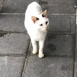 里親が見つかりました！目が青い　しろねこちゃん