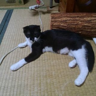 白黒ハチワレ母猫（避妊手術済） - 仙台市