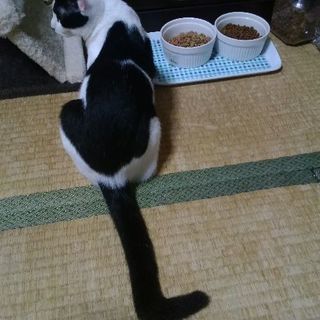 穏やかな性格の白黒ハチワレの子猫（9ヶ月・男の子・去勢手術済み） - 猫