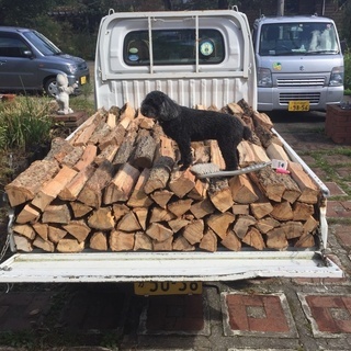 アベマキ未乾燥薪軽トラ約1車分 アベマキ未乾燥薪軽トラ約1車分